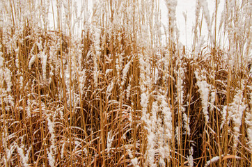 Fototapeta premium field of wild grasses
