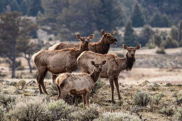 Naklejka na ściany i meble Deers in Yellowstone National Park