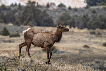 Naklejka na ściany i meble Deer in Yellowstone National Park