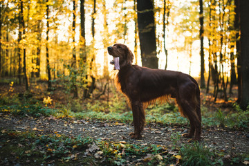 Portrait of young irish setter during a sunset in the forest. 