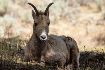 Mountain Goat in Yellowstone National Park