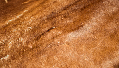 texture of red fox fur