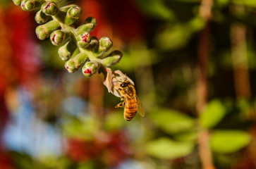  The bee and the flower