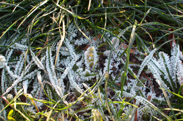 Green grass frozen on sunny frosty cold morning, cold weather, freezing plants