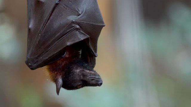 A large flying fox hanging upside down wrapped between his wings preparing to sleep