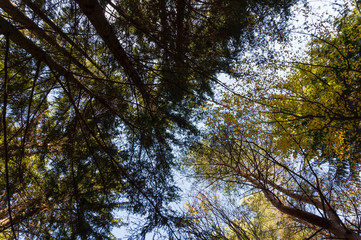 Obraz premium Multi colored trees and autumn sun shining in the blue sky. Golden autumn scene in a forest, with falling leaves, the sun shining through the trees and blue sky