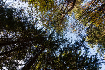 Multi colored trees and autumn sun shining in the blue sky. Golden autumn scene in a forest, with falling leaves, the sun shining through the trees and blue sky