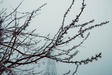 Blooming cherry tree in fog. Electricity tower