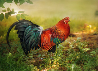 Pet. A rooster with bright plumage on a background of green plants and the setting sun. Poultry with green-orange plumage.