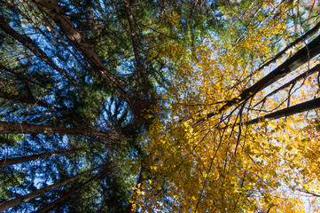 Multi colored trees and autumn sun shining in the blue sky. Golden autumn scene in a forest, with falling leaves, the sun shining through the trees and blue sky