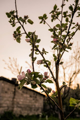 Close up apple tree blossom. Spring season. Fruit tree. Agriculture. Natural background 