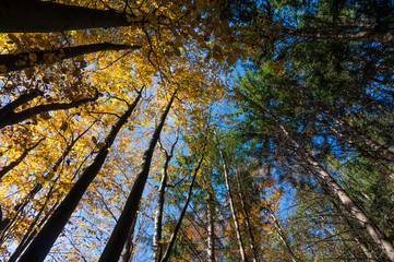Obraz premium Multi colored trees and autumn sun shining in the blue sky. Golden autumn scene in a forest, with falling leaves, the sun shining through the trees and blue sky