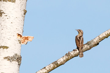 Eurasian wryneck jynx torquilla sitting on branch of birch tree and looking on trunk shocked. Cute funny woodpecker. Bird in wildlife.