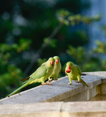 perruche fanfaronne devant ses potes  (été 2017)