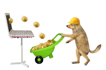 The beige dog crypto miner in a yellow protective helmet catches golden bitcoin coins from the...