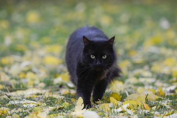 chat noir au regard froid