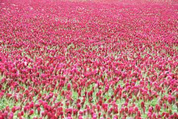 Red clover flowers in field background 