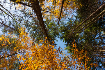 Multi colored trees and autumn sun shining in the blue sky. Golden autumn scene in a forest, with falling leaves, the sun shining through the trees and blue sky