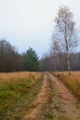 Fototapeta na wymiar Birch trees in field. Rural dirt road in late autumn, vertical image