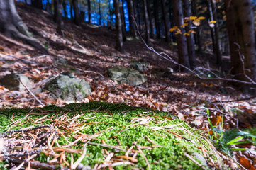 Multi colored trees and autumn sun shining in the blue sky. Golden autumn scene in a forest, with falling leaves, the sun shining through the trees and blue sky