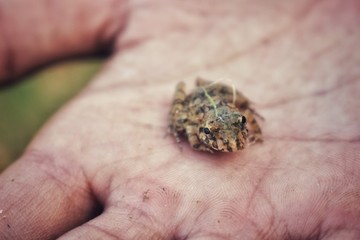 frog in hand