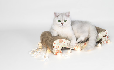 Scottish straight chinchilla cat with the christmas lights 