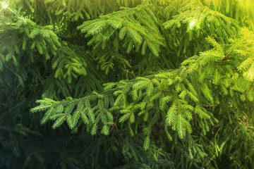 Background texture of fluffy green tree branches. Christmas green fir