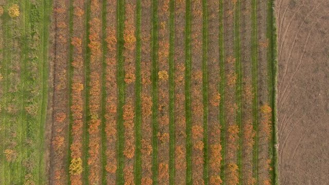 Perales oto&ntilde;o
