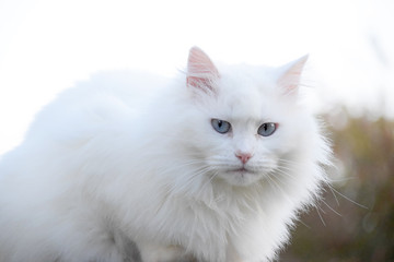 Naklejka na ściany i meble White cat kitten on white background