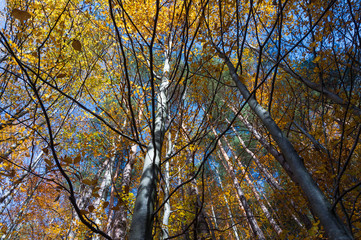 Multi colored trees and autumn sun shining in the blue sky. Golden autumn scene in a forest, with falling leaves, the sun shining through the trees and blue sky