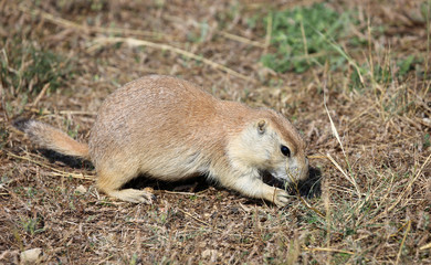 Prairie dog - North Dakota