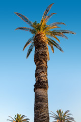 Exotic palm on the blue sky