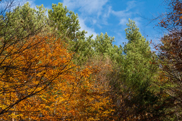 Multi colored trees and autumn sun shining in the blue sky. Golden autumn scene in a forest, with falling leaves, the sun shining through the trees and blue sky