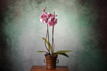 Orchidea maculata fucsia © tiky224