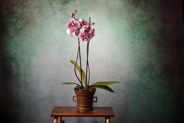 Orchidea maculata fucsia