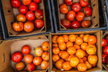 Red and Yellow tomatoes on sale at a local farmers market.