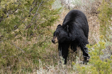 Naklejka na ściany i meble Black Bear in Yellowstone National Park