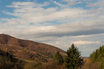 Colourful trees in the forest and mountains, autumn landscape