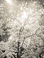 The bright leaves of a back lit tree in monochrome.