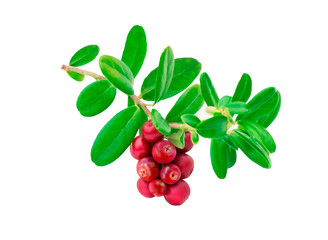 bright rich saturated branch of cranberries, cowberries, lingonberries, foxberries with fresh...