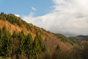 Multi colored trees and autumn sun shining in the blue sky. Golden autumn scene in a forest, with falling leaves, the sun shining through the trees and blue sky