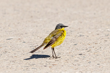 Western yellow wagtail motacilla flava male standing on concrete road in sunny day. Cute bright colorful songbird in wildlife.