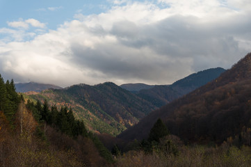 Multi colored trees and autumn sun shining in the blue sky. Golden autumn scene in a forest, with falling leaves, the sun shining through the trees and blue sky