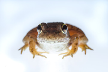 A closeup of a frog isolated on a white background.