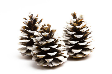 Christmas cones with snow on a white background