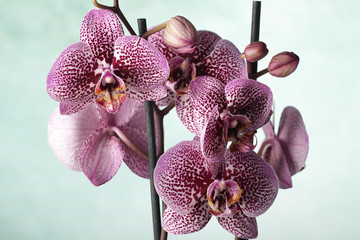 Orchidea maculata fucsia © tiky224