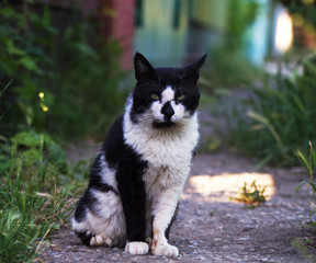 Naklejka na ściany i meble old cat in garden