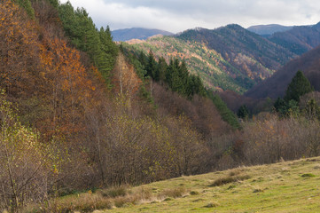 Multi colored trees and autumn sun shining in the blue sky. Golden autumn scene in a forest, with falling leaves, the sun shining through the trees and blue sky