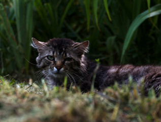 old cat in the grass