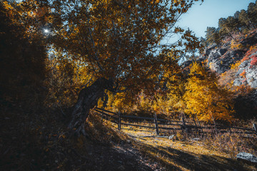 Fototapeta premium Wide-Angle view of a spreading birch in autumn Altai mountains of Russia, with a wooden hedge near surrounded by yellowed trees; fall landscape with old fencing and hills around overgrown with birches